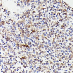 Invitrogen Cdc23 Polyclonal Antibody 100 &mu;L; Unconjugated:Antibodies,