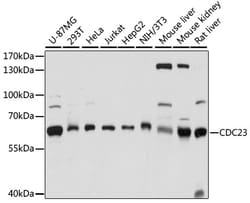 Invitrogen Cdc23 Polyclonal Antibody 100 &mu;L; Unconjugated:Antibodies,