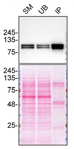 Invitrogen SPON1 Polyclonal Antibody 100 &mu;L; Unconjugated:Antibodies,