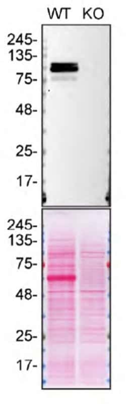 Invitrogen SPON1 Polyclonal Antibody 100 &mu;L; Unconjugated:Antibodies,