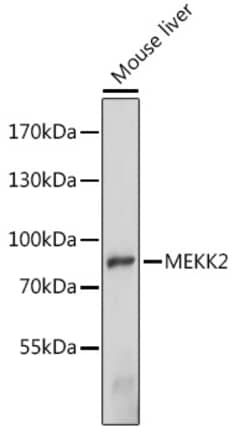 Invitrogen MEKK2 Polyclonal Antibody 100 &mu;L; Unconjugated:Antibodies,