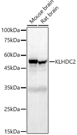 KLHDC2 Polyclonal Antibody, Invitrogen 100 &mu;L; Unconjugated:Antibodies,