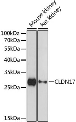 Invitrogen Claudin 17 Polyclonal Antibody 100 &mu;L; Unconjugated:Antibodies,
