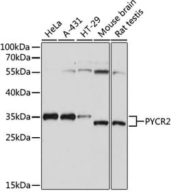 Invitrogen PYCR2 Polyclonal Antibody 100 μL; Unconjugated:Antibodies,
