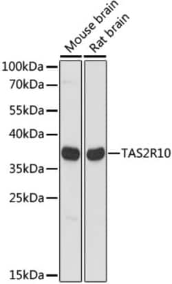 Invitrogen TAS2R10 Polyclonal Antibody 100 &mu;L; Unconjugated:Antibodies,