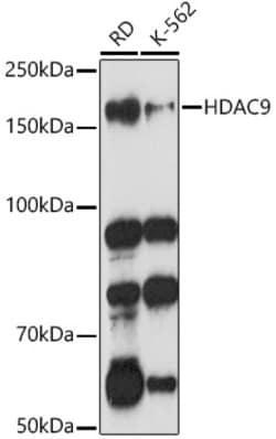 Invitrogen HDAC9 Polyclonal Antibody 100 &mu;L; Unconjugated:Antibodies,