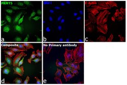 Invitrogen PRMT5 Polyclonal Antibody 100 &mu;L; Unconjugated:Antibodies,