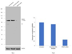 Invitrogen PRMT5 Polyclonal Antibody 100 &mu;L; Unconjugated:Antibodies,