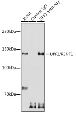 Invitrogen UPF1 Polyclonal Antibody 100 &mu;L; Unconjugated:Antibodies,