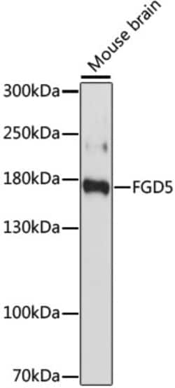 Invitrogen FGD5 Polyclonal Antibody 100 &mu;L; Unconjugated:Antibodies,