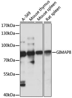 Invitrogen GIMAP8 Polyclonal Antibody 100 &mu;L; Unconjugated:Antibodies,