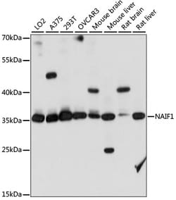 Invitrogen NAIF1 Polyclonal Antibody 100 &mu;L; Unconjugated:Antibodies,