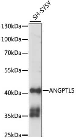 Invitrogen ANGPTL5 Polyclonal Antibody 100 &mu;L; Unconjugated:Antibodies,