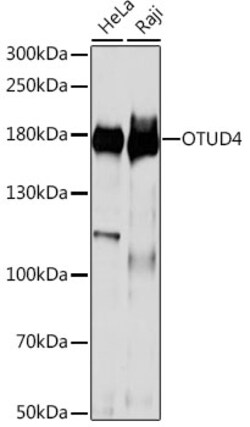 Invitrogen OTUD4 Polyclonal Antibody 100 &mu;L; Unconjugated:Antibodies,