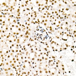 Invitrogen H4K5ac Polyclonal Antibody 100 &mu;L; Unconjugated:Antibodies,