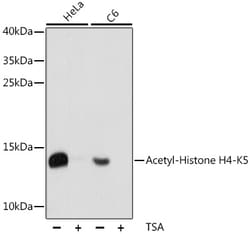 Invitrogen H4K5ac Polyclonal Antibody 100 &mu;L; Unconjugated:Antibodies,