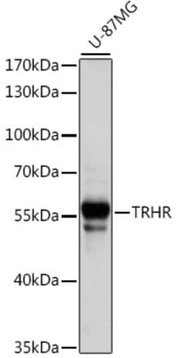 Invitrogen TRHR Polyclonal Antibody 100 &mu;L; Unconjugated:Antibodies,