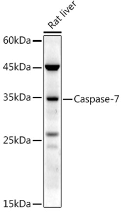 Caspase 7 p11 Polyclonal Antibody:Antibodies, Polyclonal