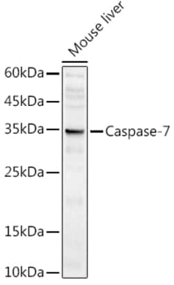 Caspase 7 p11 Polyclonal Antibody:Antibodies, Polyclonal