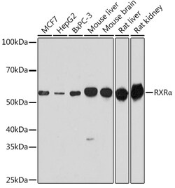 Invitrogen RXRA Polyclonal Antibody 100 &mu;L; Unconjugated:Antibodies,