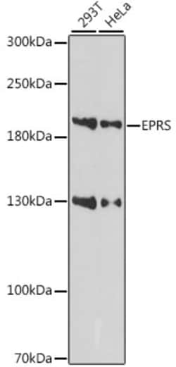 EPRS Polyclonal Antibody:Antibodies, Polyclonal