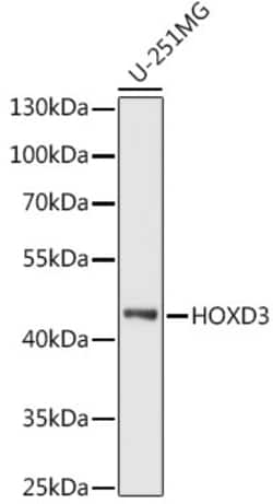 Invitrogen HOXD3 Polyclonal Antibody 100 &mu;L; Unconjugated:Antibodies,