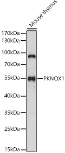 Invitrogen PKNOX1 Polyclonal Antibody 100 &mu;L; Unconjugated:Antibodies,