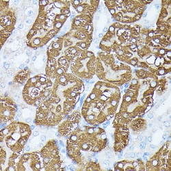 Invitrogen PLS1 Polyclonal Antibody 100 &mu;L; Unconjugated:Antibodies,