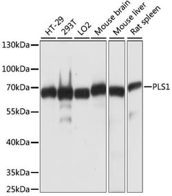 Invitrogen PLS1 Polyclonal Antibody 100 &mu;L; Unconjugated:Antibodies,