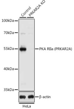 Invitrogen PRKAR2A Polyclonal Antibody 100 &mu;L; Unconjugated:Antibodies,