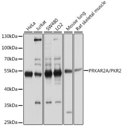 Invitrogen PRKAR2A Polyclonal Antibody 100 &mu;L; Unconjugated:Antibodies,