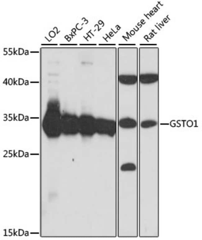 GST Omega 1 Polyclonal Antibody, Invitrogen 100 μL; Unconjugated