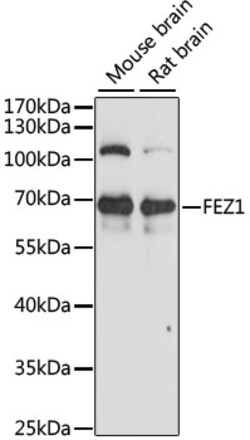Invitrogen FEZ1 Polyclonal Antibody 100 &mu;L | Buy Online | Invitrogen&trade; | Fisher Scientific