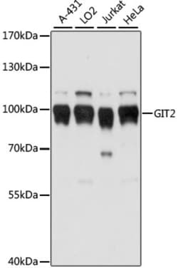 Invitrogen GIT2 Polyclonal Antibody 100 &mu;L; Unconjugated:Antibodies,