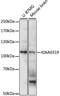 Invitrogen KIAA0319 Polyclonal Antibody 100 &mu;L; Unconjugated:Antibodies,