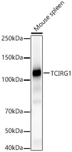 Invitrogen TCIRG1 Polyclonal Antibody 100 &mu;L; Unconjugated:Antibodies,