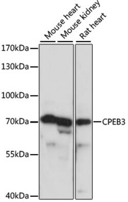 Invitrogen CPEB3 Polyclonal Antibody 100 &mu;L; Unconjugated:Antibodies,