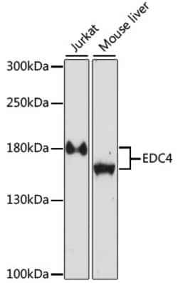 Invitrogen EDC4 Polyclonal Antibody 100 &mu;L; Unconjugated:Antibodies,
