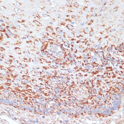 Invitrogen MRPL46 Polyclonal Antibody 100 &mu;L; Unconjugated:Antibodies,