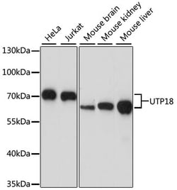 Invitrogen UTP18 Polyclonal Antibody 100 &mu;L; Unconjugated:Antibodies,