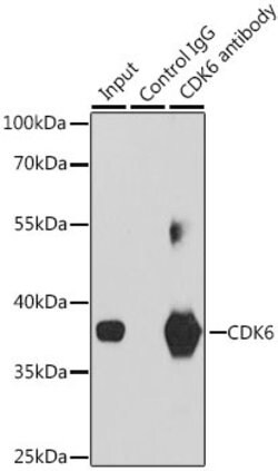 CDK6 Polyclonal Antibody, Invitrogen 100 &mu;L; Unconjugated:Antibodies