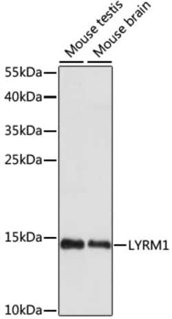 Invitrogen LYRM1 Polyclonal Antibody 100 &mu;L; Unconjugated:Antibodies,
