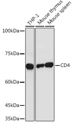 Invitrogen CD4 Polyclonal Antibody 100 &mu;L; Unconjugated:Antibodies,