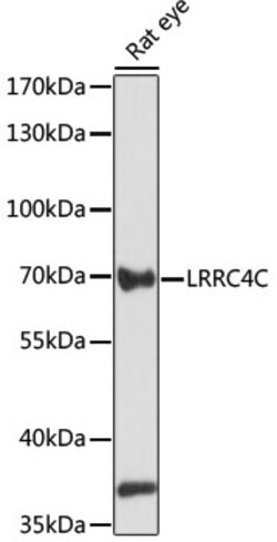 Invitrogen LRRC4C Polyclonal Antibody 100 &mu;L; Unconjugated:Antibodies,
