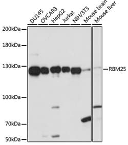 Invitrogen RBM25 Polyclonal Antibody 100 &mu;L; Unconjugated:Antibodies,