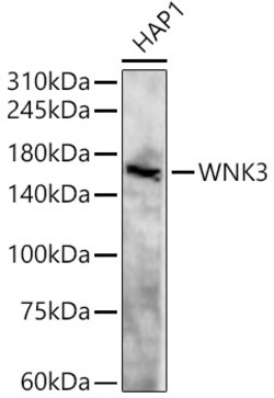 Invitrogen WNK3 Polyclonal Antibody 100 μL; Unconjugated:Antibodies,