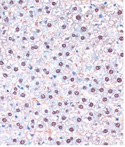 Invitrogen UBA5 Polyclonal Antibody 100 &mu;L; Unconjugated:Antibodies,