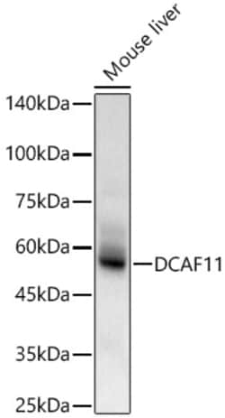 Invitrogen WDR23 Polyclonal Antibody 100 &mu;L; Unconjugated:Antibodies,