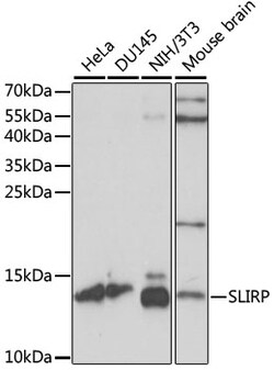 Invitrogen SLIRP Polyclonal Antibody 100 &mu;L; Unconjugated:Antibodies,