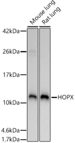 Invitrogen Hopx Polyclonal Antibody 100 &mu;L; Unconjugated:Antibodies,
